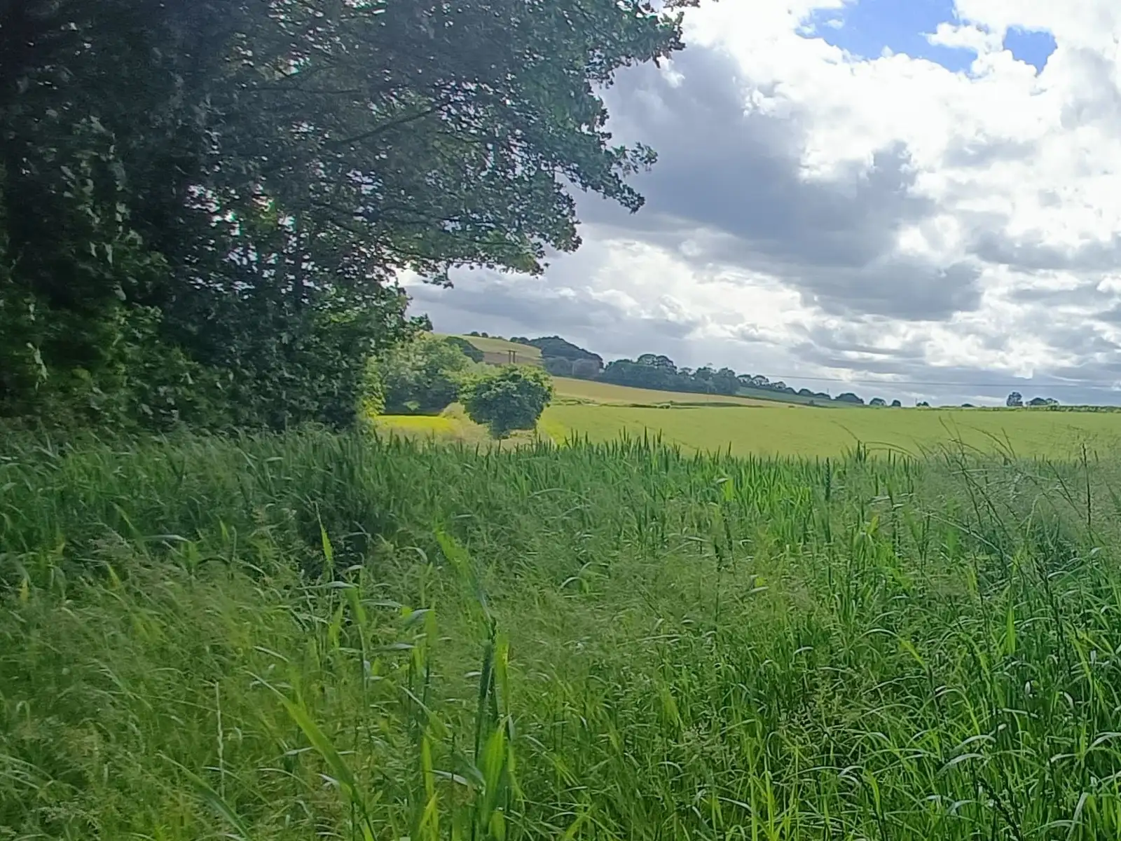 A neatly mown lawn